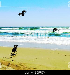 Junger Hund ausgelassen im Chase der Küstenvögel an einem sonnigen California Strand fliegen. Stockfoto