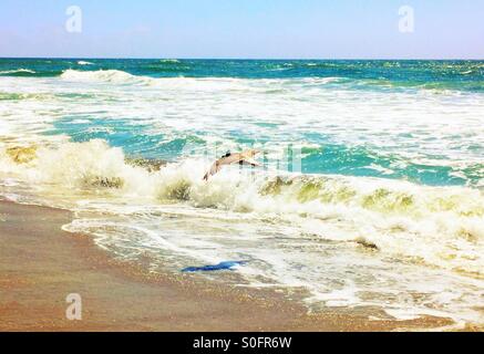 Möwe, die von eigenen Schatten gejagt, wie es erhebt sich anmutig Aufwinde und Ozean generiert Brise an einem sonnigen California Strand im Juni. Stockfoto