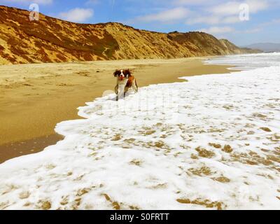 Ekstatische English Springer Spaniel im Galopp durch die Brandung mit ihrem Ball an einem sonnigen California Strand im Sommer. Stockfoto