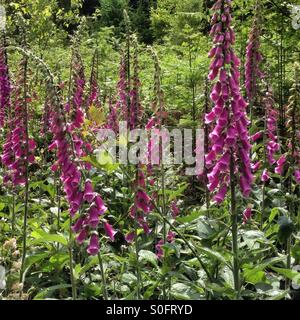 Wilde Fingerhut Blumen in Wald, Hampshire, England, Vereinigtes Königreich Stockfoto