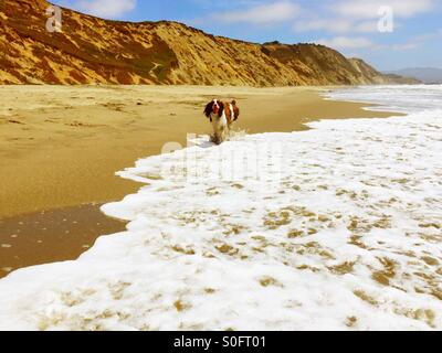 English Springer Spaniel im Galopp triumphierend nach dem Abrufen von ihren Ball vom Ozean Ufer brechen an einem sonnigen Strand California im Juni. Stockfoto