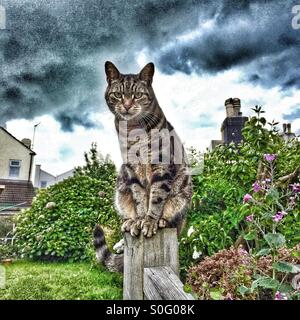 Tabby Katze hocken auf Garten Post. Stockfoto