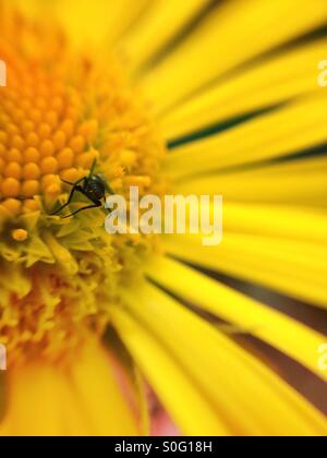 Makro-Ansicht von einer Blattlaus auf dem nordamerikanischen Ochsen-Auge Blume Kopf Stockfoto