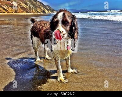 Englisch Springer Spaniel lecken das Salzwasser aus ihrer Nase nach einen guten Sprung in der Shorebreak. HDR. Stockfoto