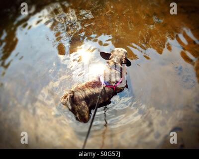 Ein Hund stehend im Wasser. Stockfoto