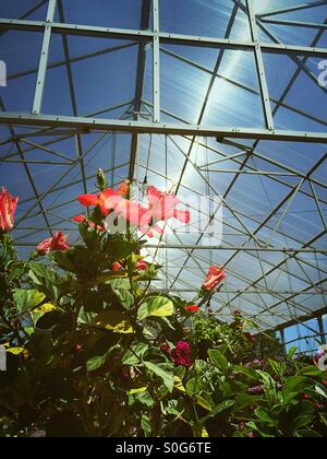 Gärtnerei Gewächshaus schützt die wachsende Blumen. Stockfoto