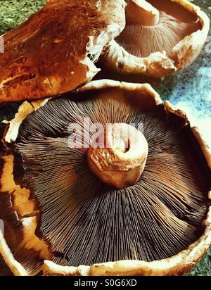 Große frische Portobello Pilzköpfe Stockfoto