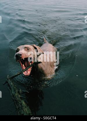 Hund-Stick in Wasser holen Stockfoto