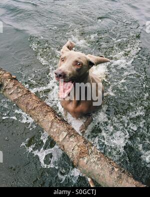 Hund-Stick in Wasser holen Stockfoto