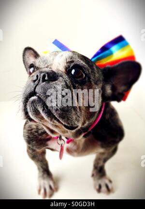 Eine nette alte französische Bulldogge trägt einen Regenbogen gestreift Bogen. Stockfoto