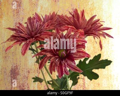 Gestreifte lila, rosa und weißen Chrysanthemen Stockfoto