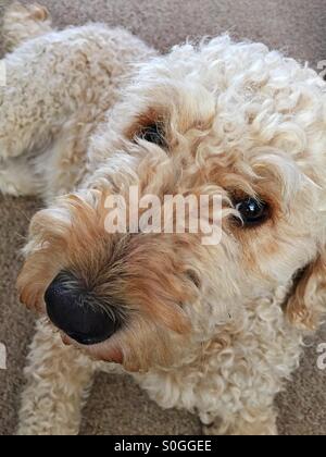 Apricot farbigen männlichen Labradoodle liegend auf einem Teppich und schaut in die Kamera Stockfoto