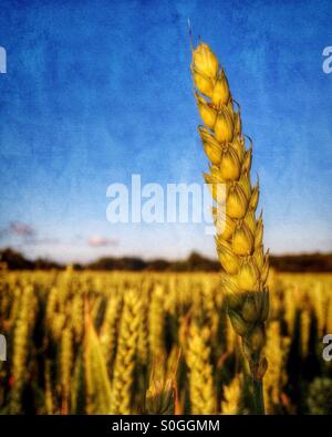 Detail der goldene Weizenfeld im Abendlicht Stockfoto