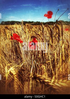 Rote Mohnblumen in einem Feld von Gerste. Ancaster, Lincolnshire, England. Stockfoto