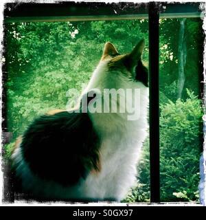 Calico Katze schaut aus dem Fenster Stockfoto, Bild: 310617689 - Alamy