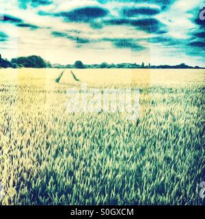 Weizen reift in Oxfordshire Stockfoto