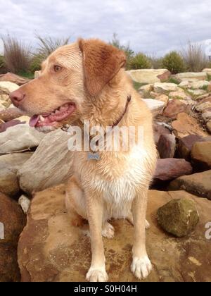 Ein sehr nass, aber glücklich Golden Labrador cross Hund sitzen auf den Felsen am Meer Stockfoto