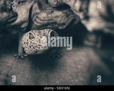 Leopard Gecko Gesicht Stockfoto