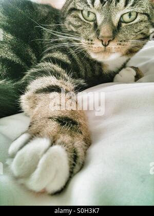 Tabby Katze Stockfoto