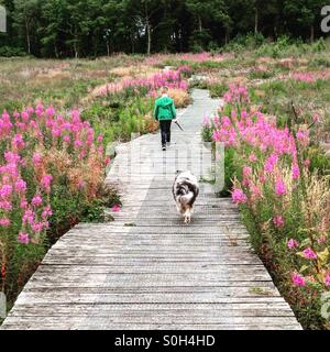 Junge und Hund spazieren Stockfoto