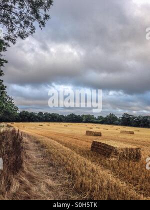 Erntezeit in Oxfordshire. Stockfoto