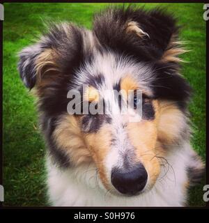 Blauäugige blue Merle Rough Collie Welpen Stockfoto