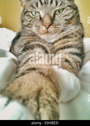 Tabby Kater Stockfoto