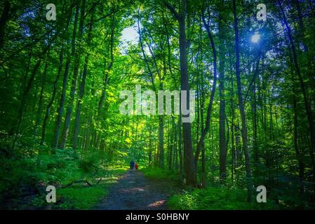 Aufwachen im Wald Stockfoto