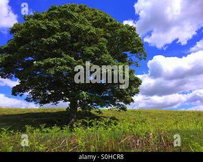 Baum auf einem Hügel Sommertag Stockfoto