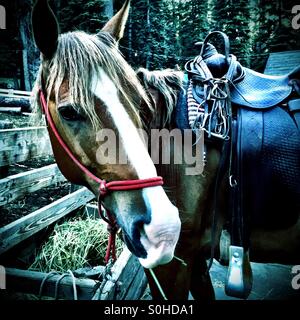 Packen Sie Pferd morgens füttern und Tack vor einem anderen ganztägigen Fahrt. Stockfoto