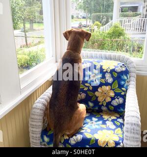 Hund wartet auf Menschen, nach Hause zurückzukehren. Stockfoto