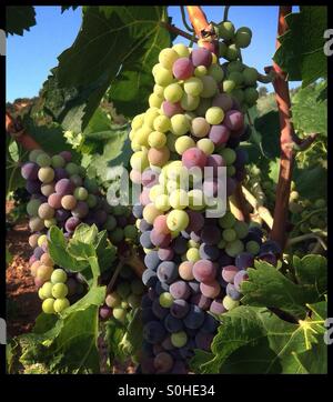 Carignan Trauben beginnen sich zu verfärben (Farbveränderung) am Rebstock, Katalonien, Spanien. Stockfoto