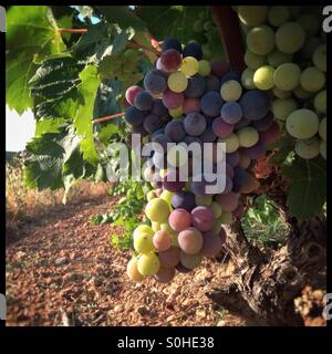 Carignan Trauben beginnen sich zu verfärben (Farbveränderung) am Rebstock, Katalonien, Spanien. Stockfoto