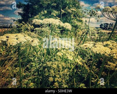 Englische Landschaft Stockfoto