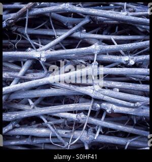Grapevine Stecklinge, die Reste der Weinberg beschneiden, Katalonien, Spanien. Stockfoto