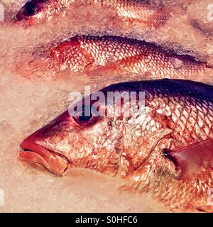 Red Snapper auf Eis. Stockfoto