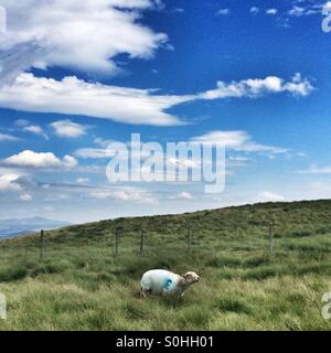 Ein einsamer Schaf läuft auf einem Hügel in Wales Stockfoto