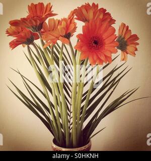 Gerbera Blumen in vase Stockfoto