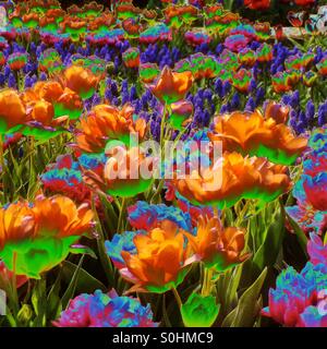 Tulpen in Blüte, Skagit Valley, Washington, April 2015, Filter angewendet Stockfoto