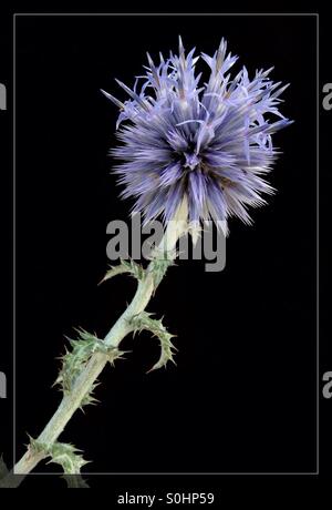 Die kleine Kugel Distel (Echinops Ritro) in Blüte, Katalonien, Spanien. Stockfoto