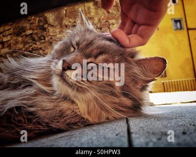 Schläfrige Katze gestreichelt an einem heißen Tag in Italien Stockfoto