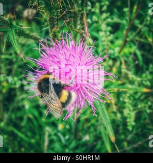 Bumblebee Stockfoto