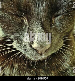 Nahaufnahme einer schwarzen Katze mit ihren geschlossenen Augen. Stockfoto