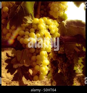 Macabeo Trauben reifen in der Mittagssonne Sonne, Katalonien, Spanien. Stockfoto