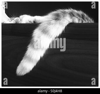 Katze-Tail baumelnd über Holzbrett in schwarz / weiß Stockfoto