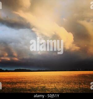 Gewitterhimmel über ein vor kurzem Schnitt Maisfeld Stockfoto