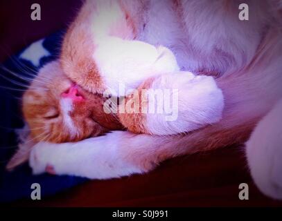 Katze schläft hintere Bein hinter Kopf Vorderpfoten, Nahaufnahme Stockfoto