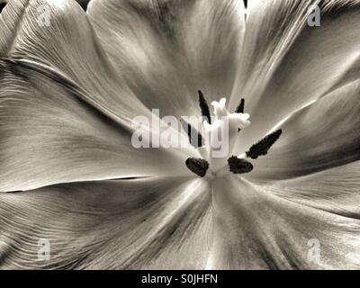 Schwarz-weiße Tulpe in voller Blüte Stockfoto