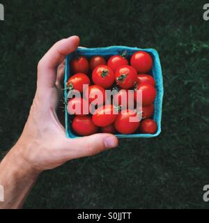 Hand mit roten Tomaten Stockfoto