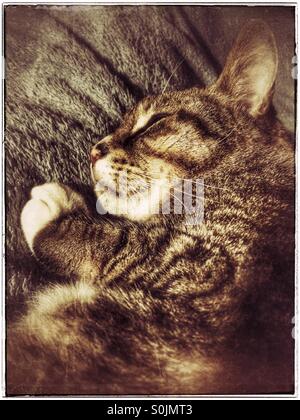 Katze auf dem Bett liegend. Stockfoto
